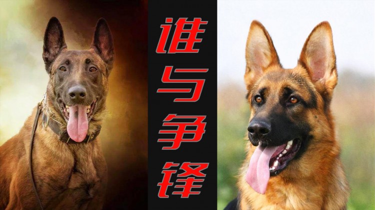 “老人”德牧和“新人”马犬，实力难分，到底谁是狗中的“一哥”？