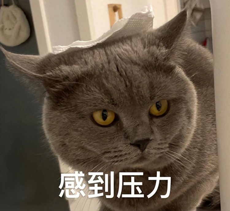 这些捣蛋行为是猫咪在向你表达爱别总觉得它就是各种吵