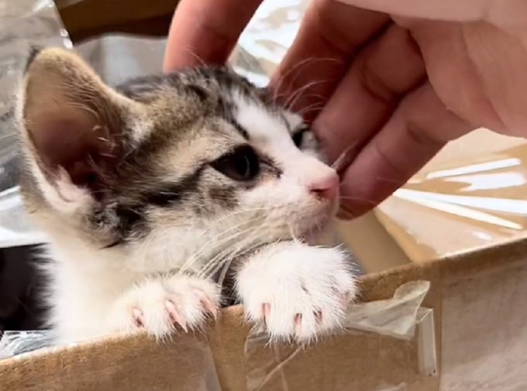 广东：女孩离开时以为获救的小猫却再次出现在路边向路人呼救