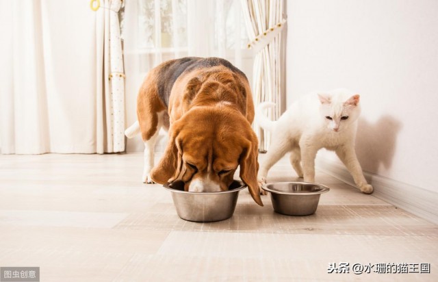 天气太热猫咪不爱吃饭怎么办想尽办法提升猫咪食欲！亲测有效