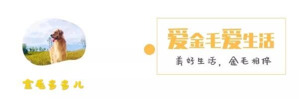 辟谣：遇到狗狗快点跑！不容易被狗咬！不要相信，学会正确自保