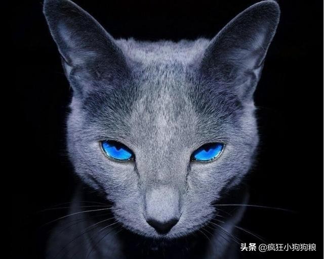 宠物猫的寿命列表，你的猫的寿命有多长，你知道吗？