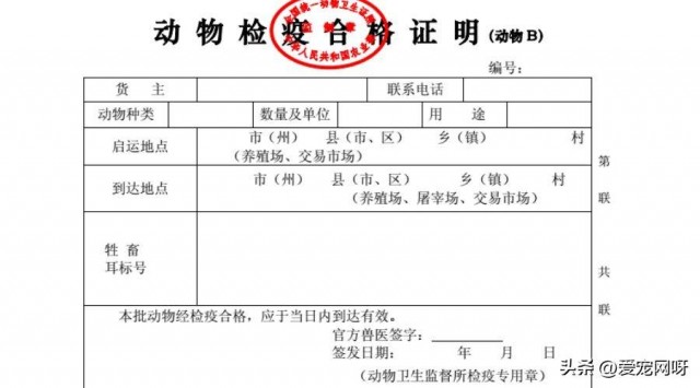 猫咪怎么寄到别的城市宠物托运指南来了