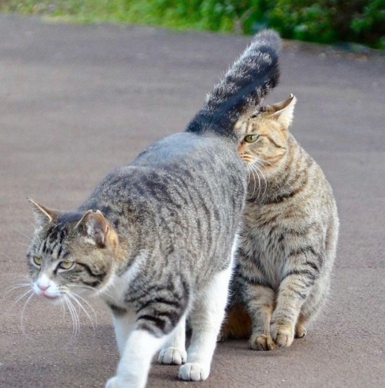 猫咪为什么总是闻其他猫的屁屁原因可能不是你想的那样