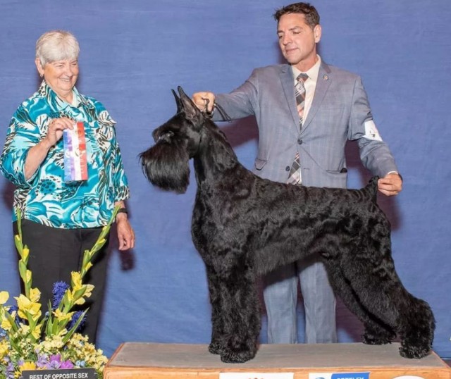 国内少见犬种系列之——巨型雪纳瑞令人惊叹的外表和个性特点！